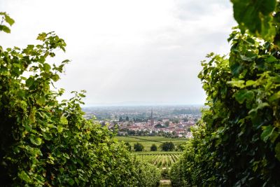 Öffentliche Weinbergswanderung 23. August 2025 11 Uhr