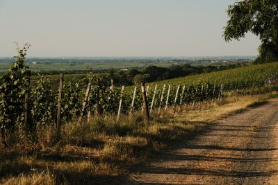 Terrassenwanderung  26. Juli 2025 10 - 14 Uhr